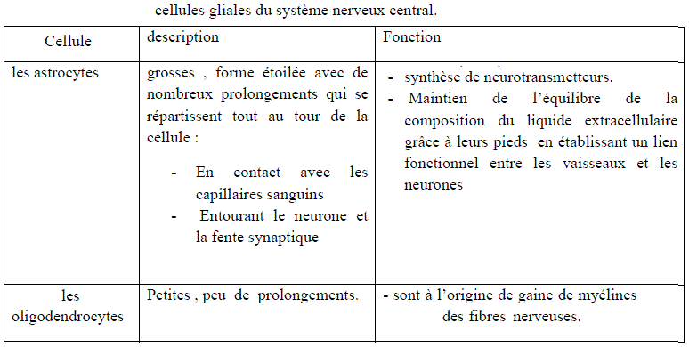 cellules gliales