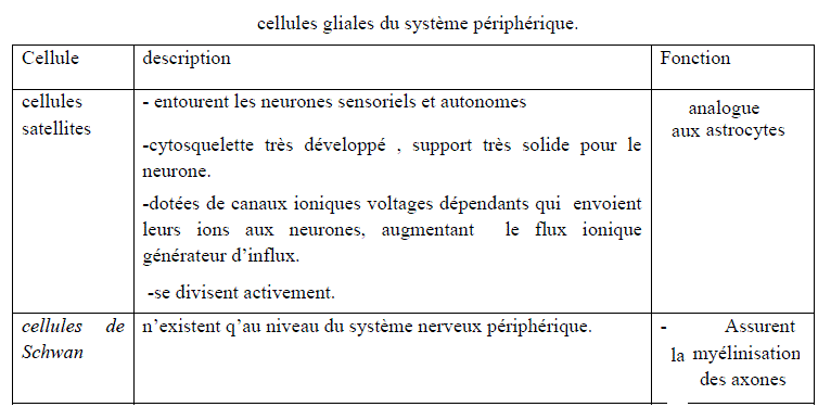 système nerveux périphérique