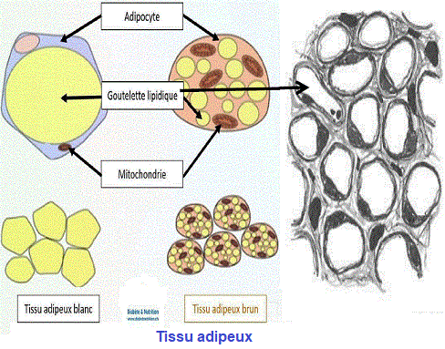 tissu adipeux
