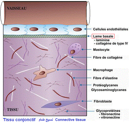 TISSU CONJONCTIF