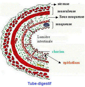 tube digestif
