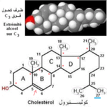 cholestérol