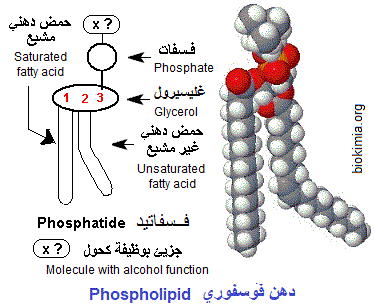 phospholipide