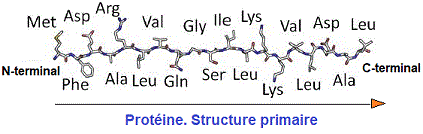 structure primaire